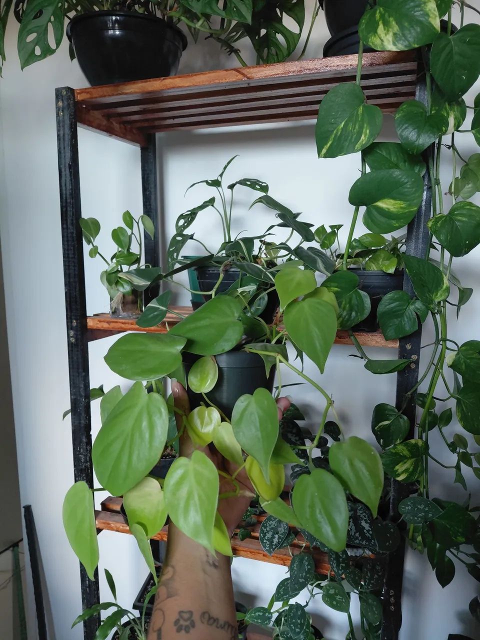 Plantas  - Foto 4