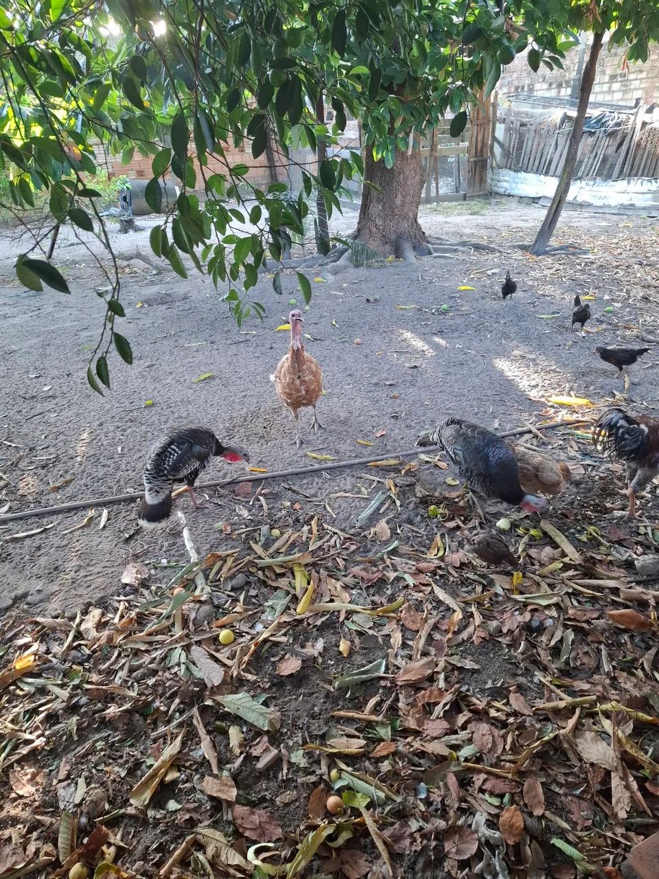 Vendo peruas e peru - Foto 5