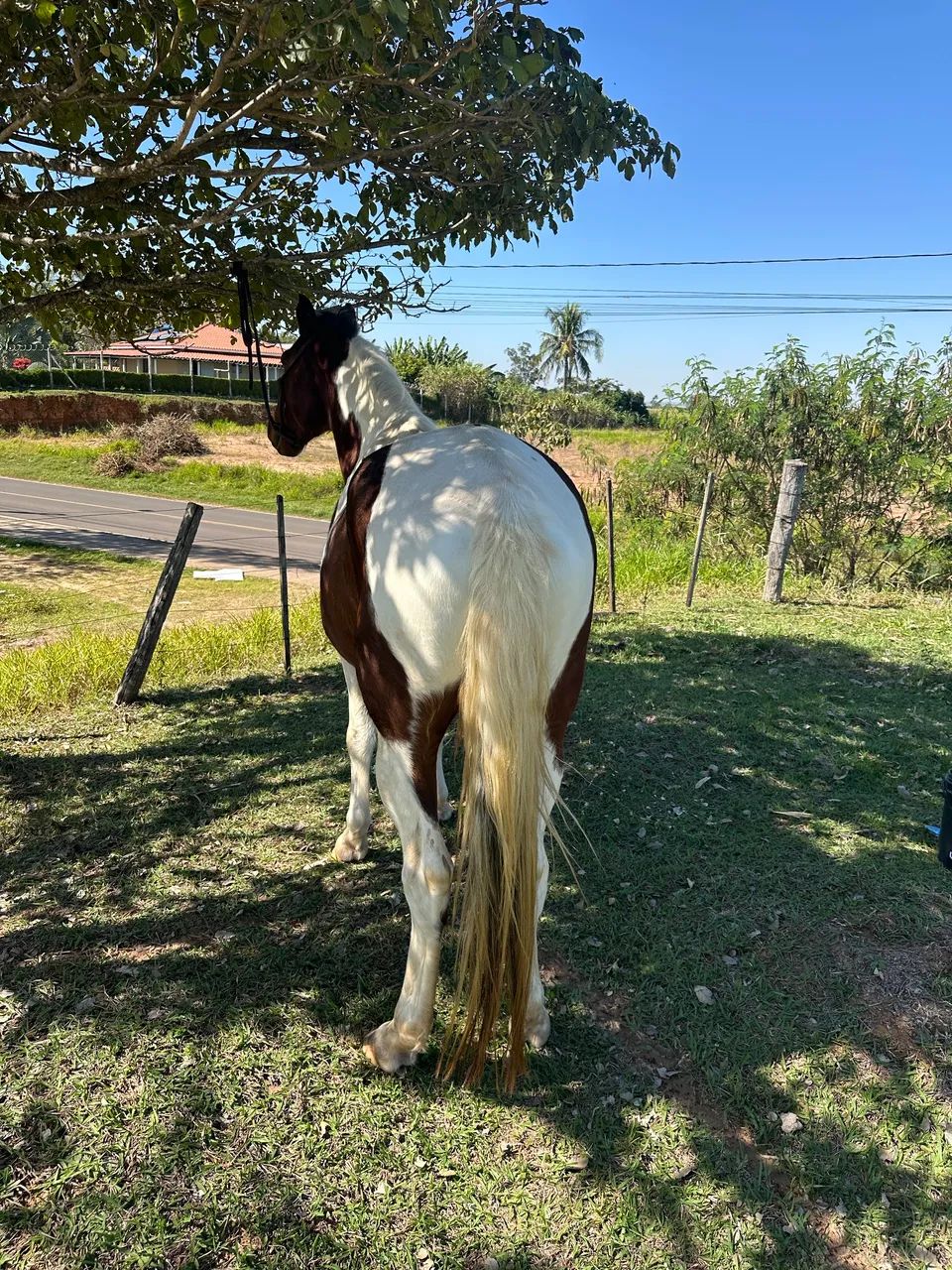 Cavalo - Foto 4