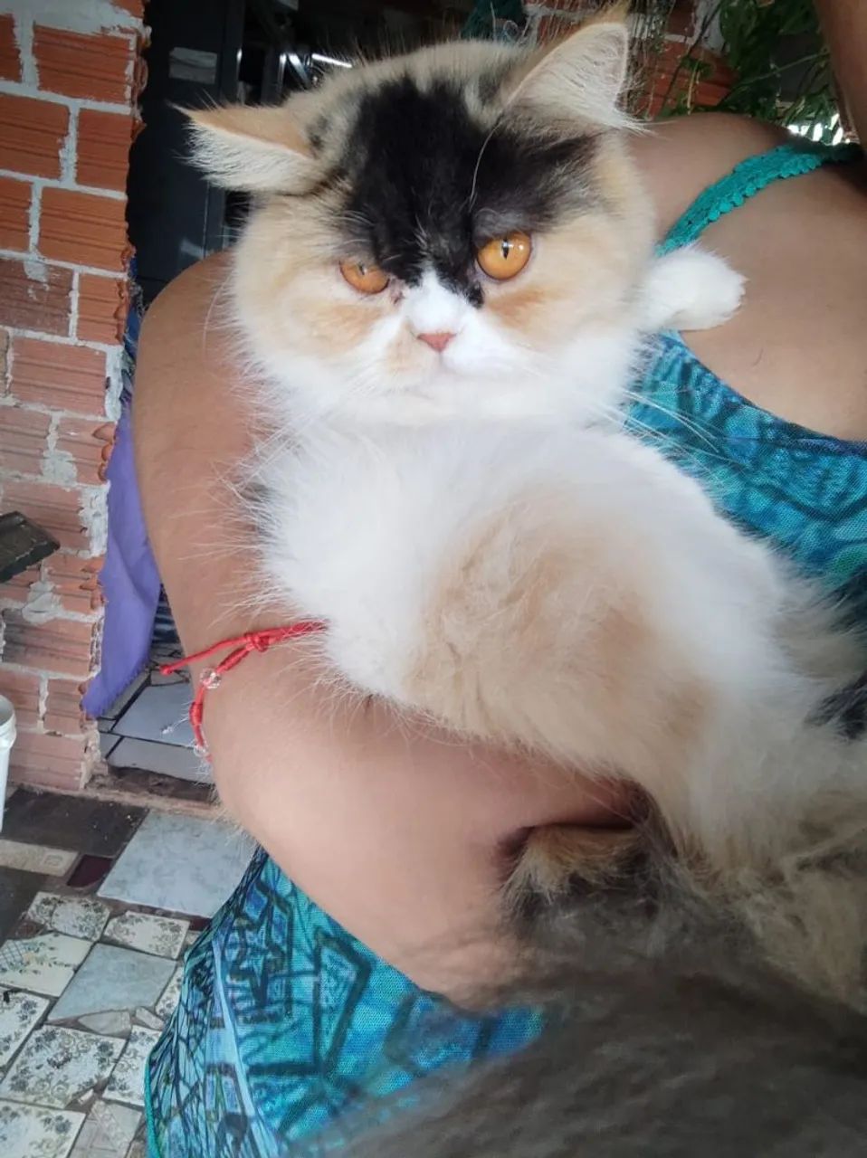 Vende gatos fêmea persa  3 cores  com 1 ano  - Foto 4