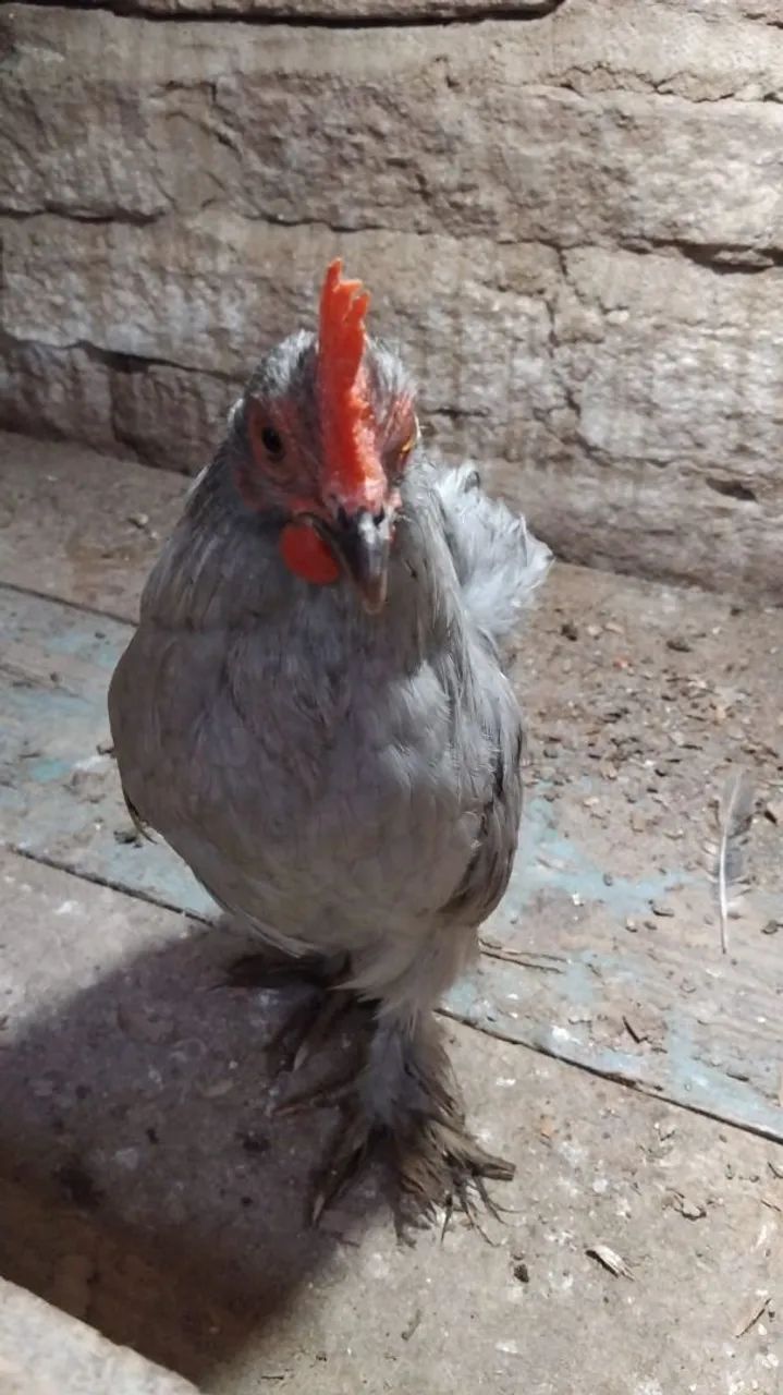 Frango mini Cochin Lavanda 