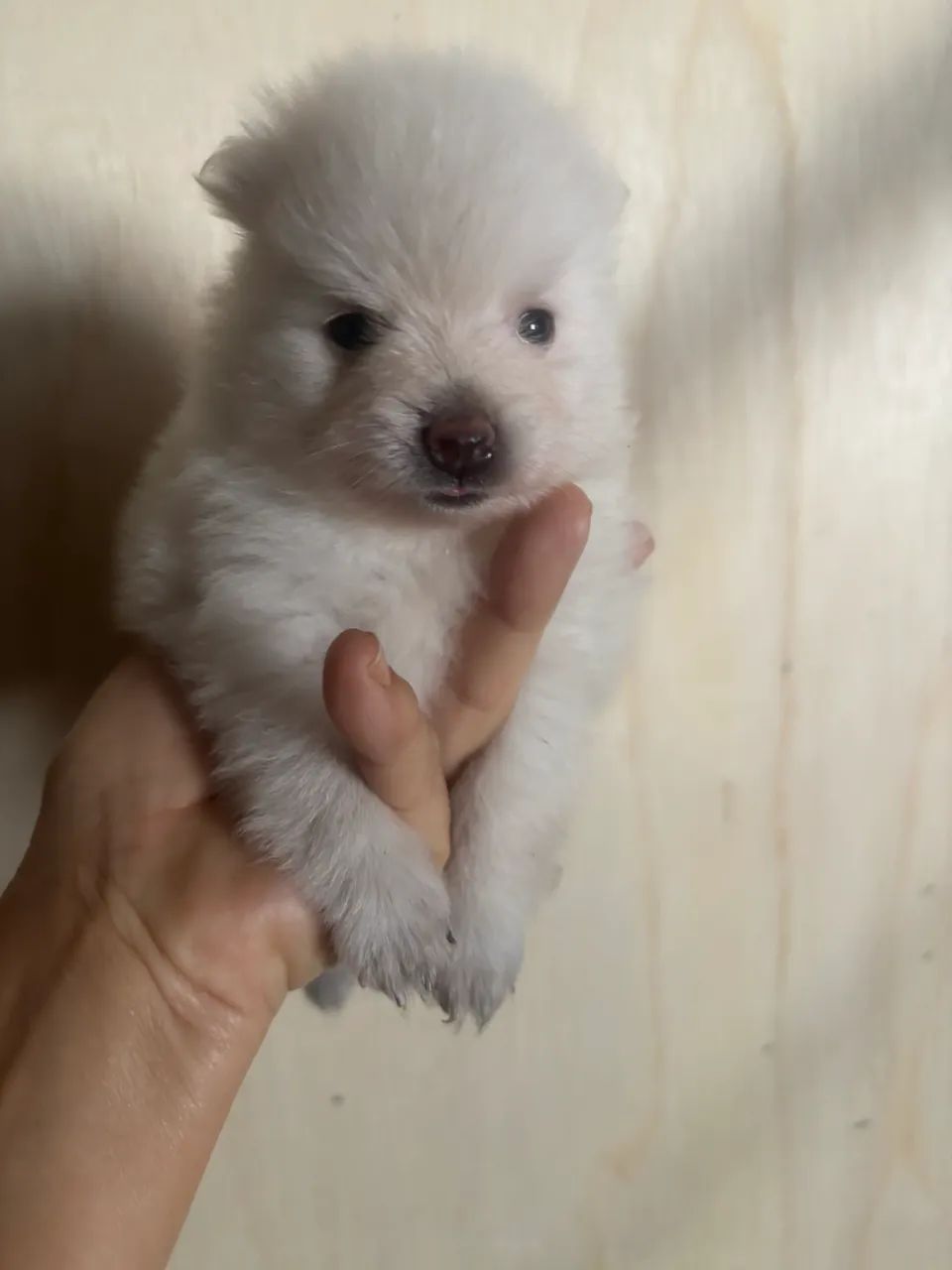 Filhote de Spitz macho - Foto 5