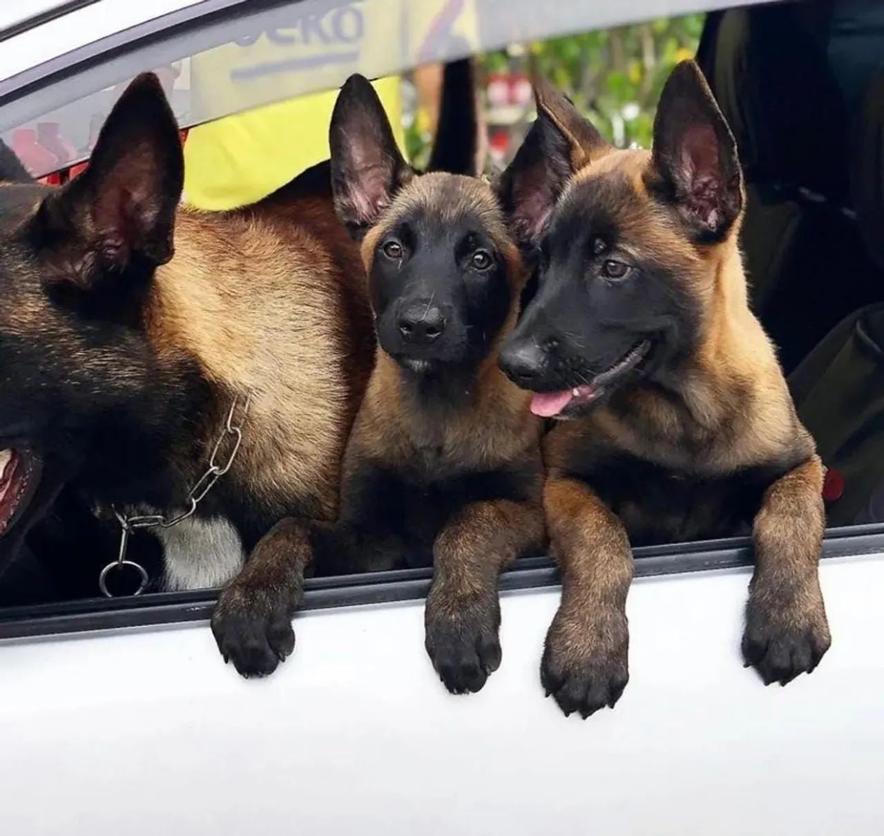 Vendo Filhotes Pastor Belga Malinois  - Foto 4