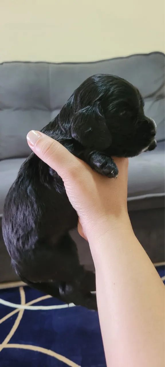 Filhotes de cocker Spaniel Inglês  - Foto 5