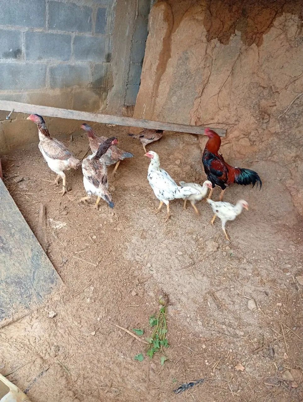Animais de estimação - Foto 2