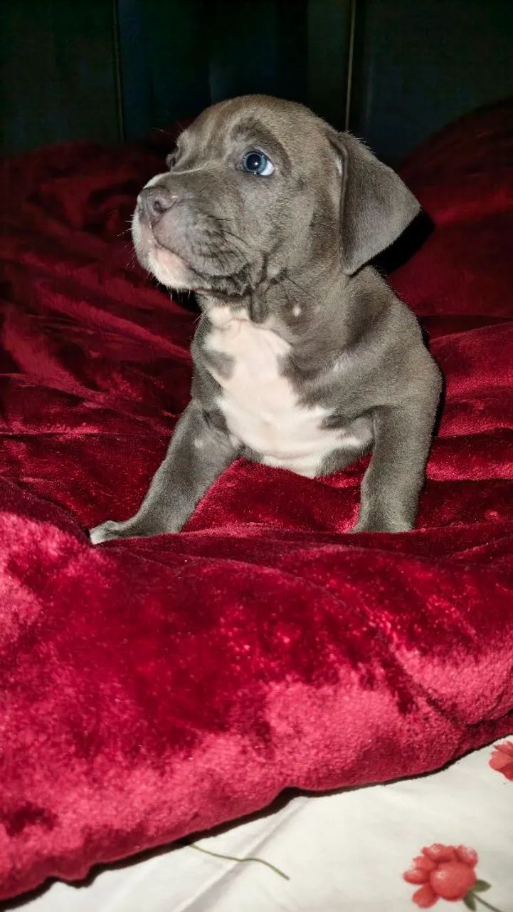Pitbull  - Foto 4