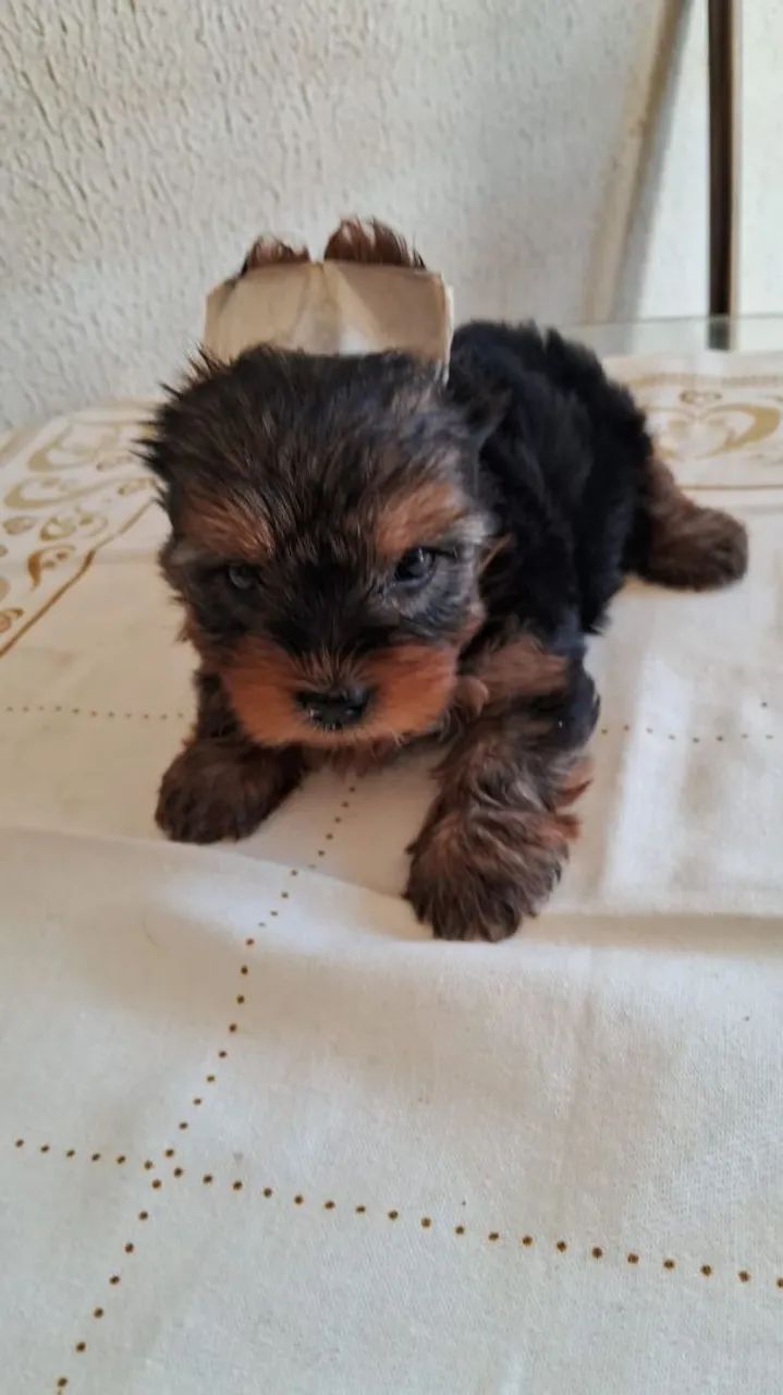 Que bebês lindas e lindos - Foto 4