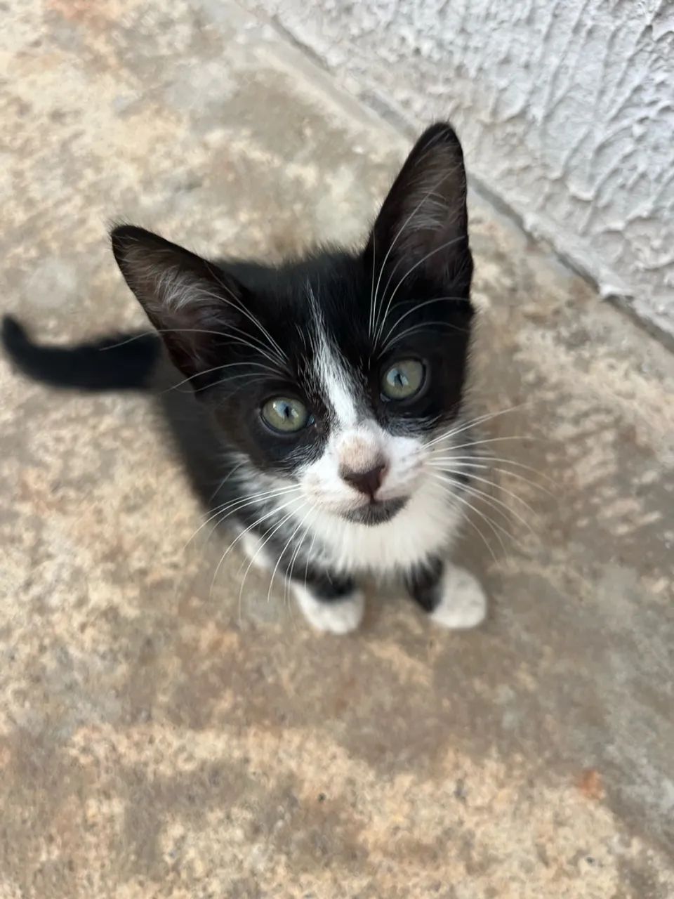 Doa-se gato  - Foto 2