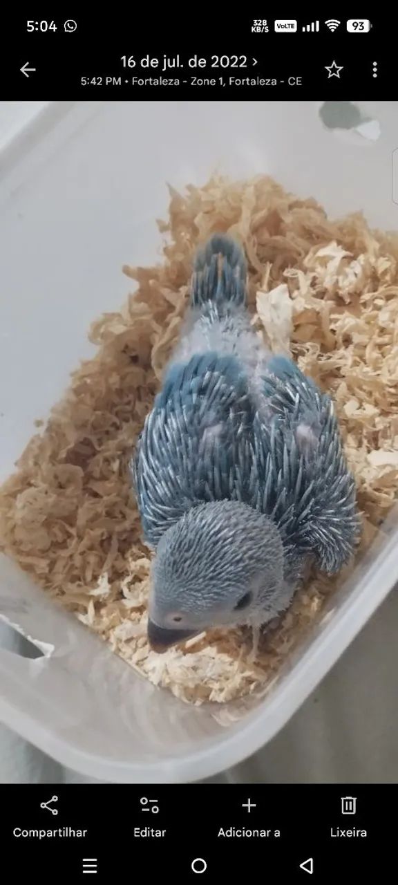 Pet - Foto 3