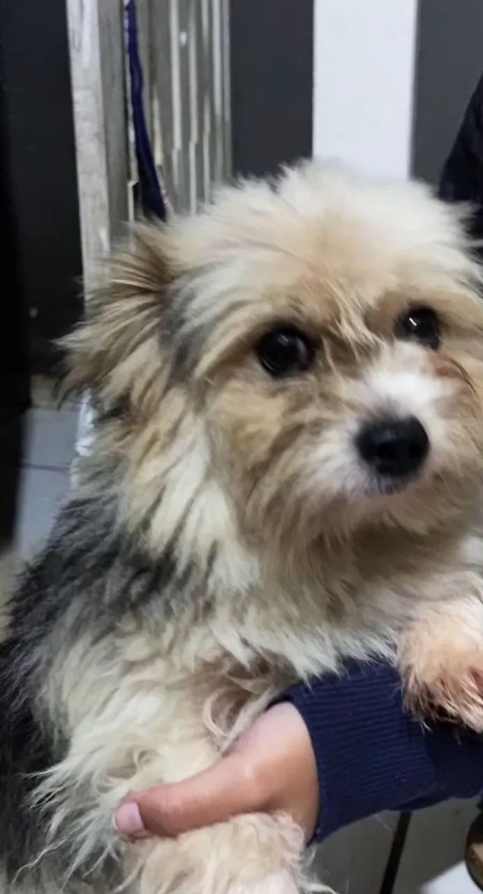 Adoção responsável biewer terrier (York branco)