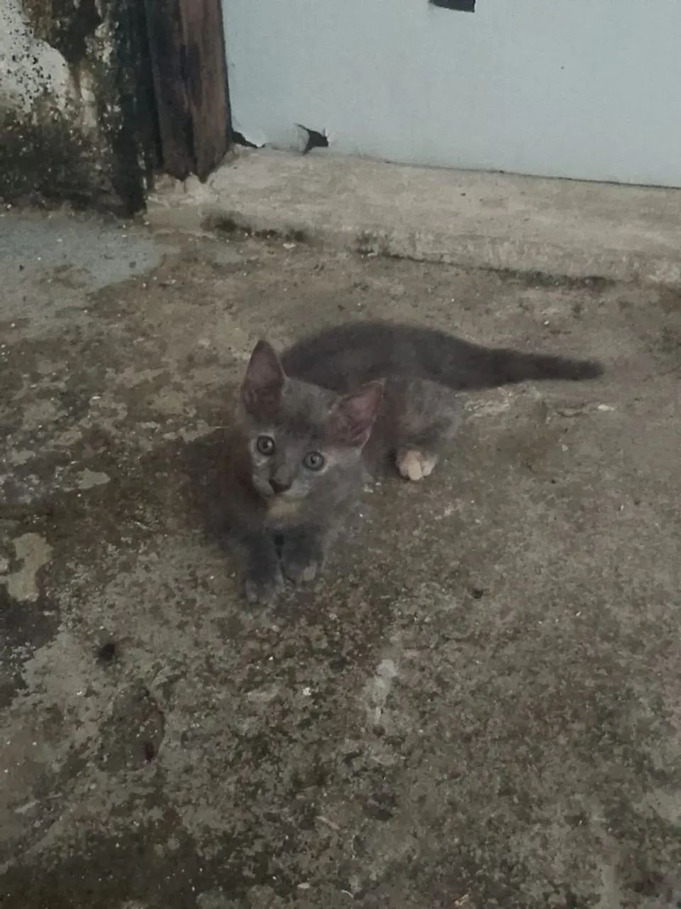 Doação de gatinhos - Foto 5