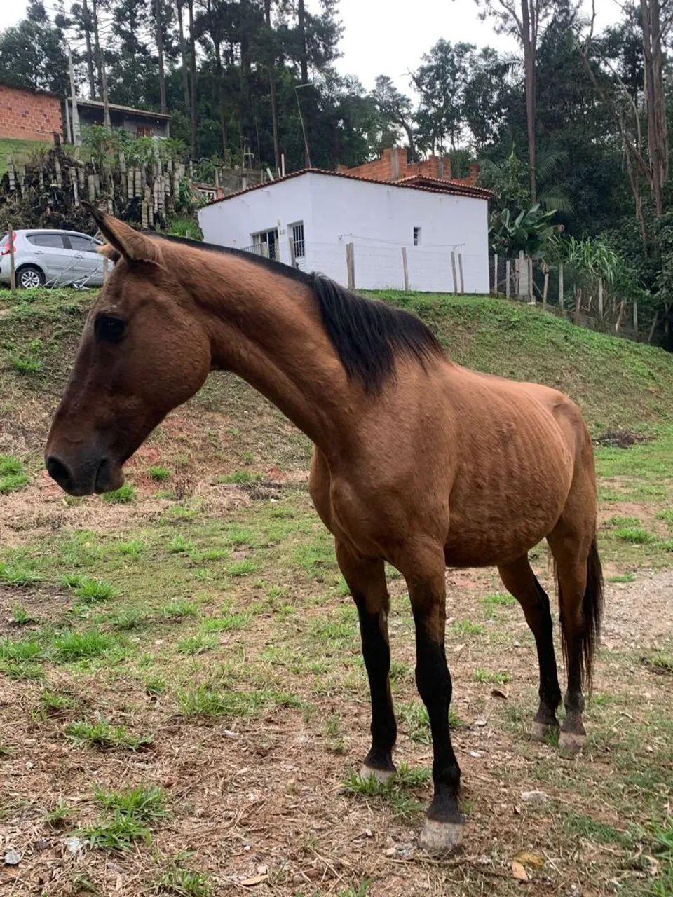 Cavalo 