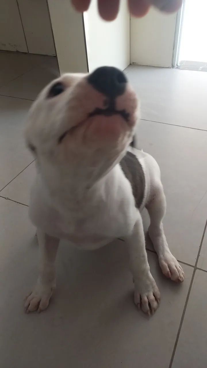 Filhote de pitbull 