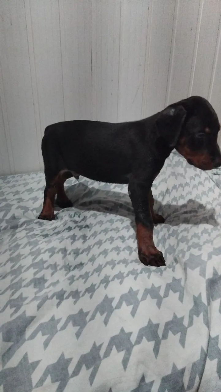 Dobermann  - Foto 4