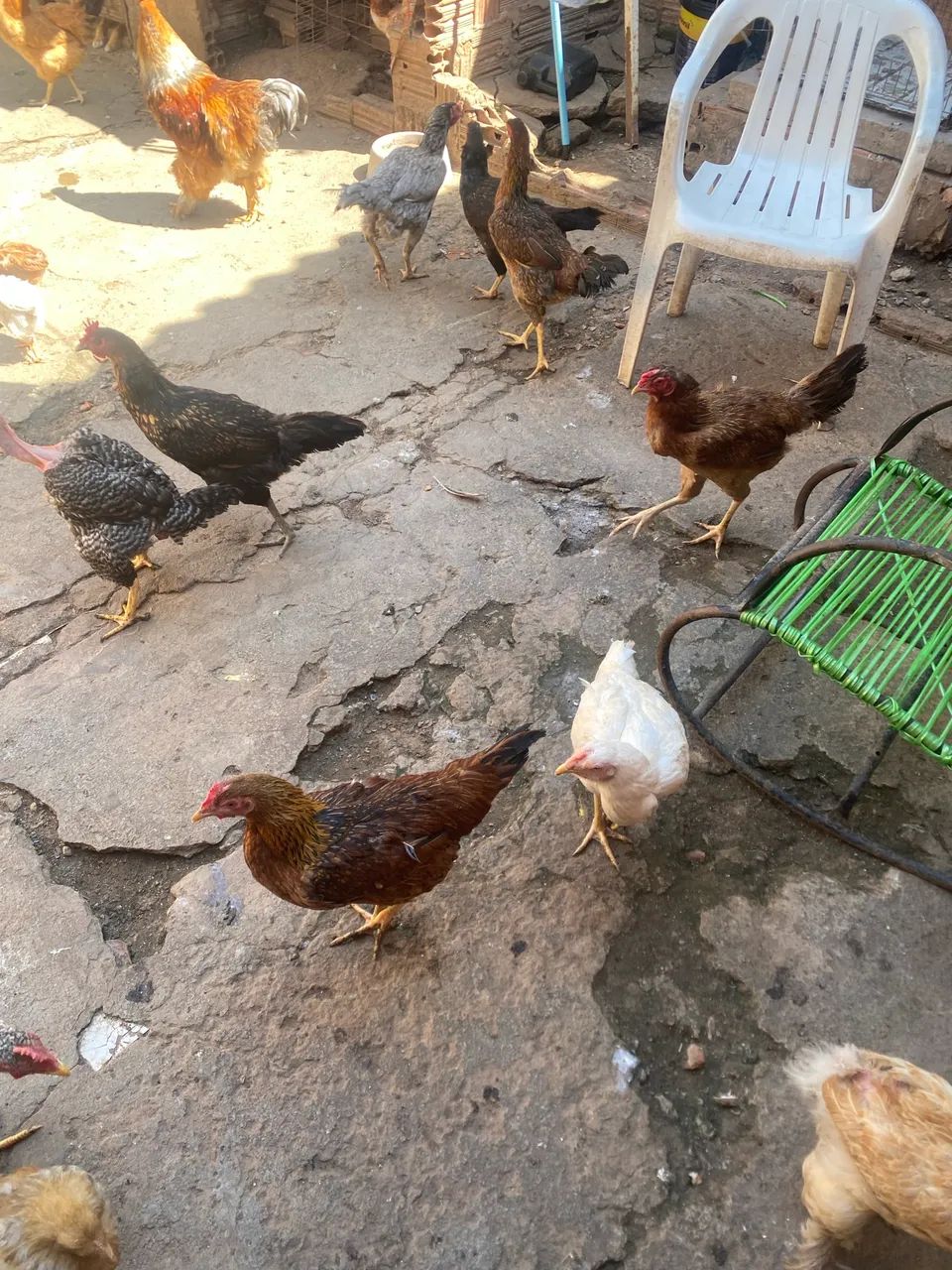Frango caipira 