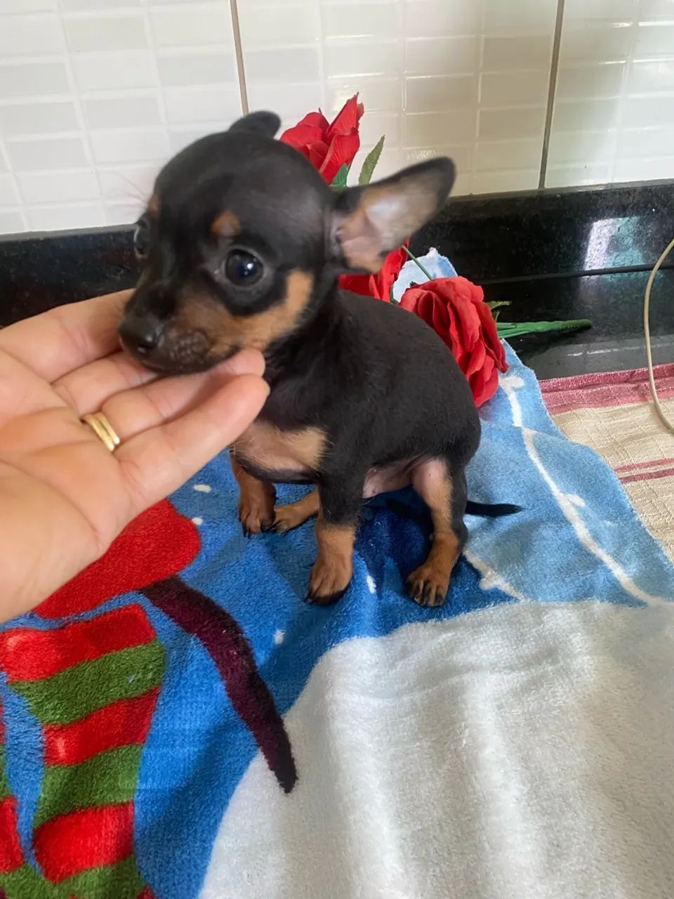 Pinscher Machinho  - Foto 2