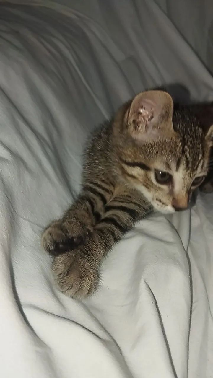 Doação de gatos - Foto 2