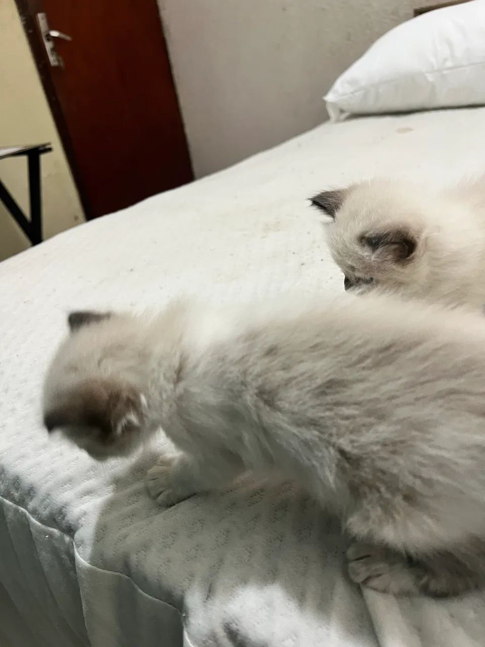 Gatos, Vó PERSA  - Foto 4