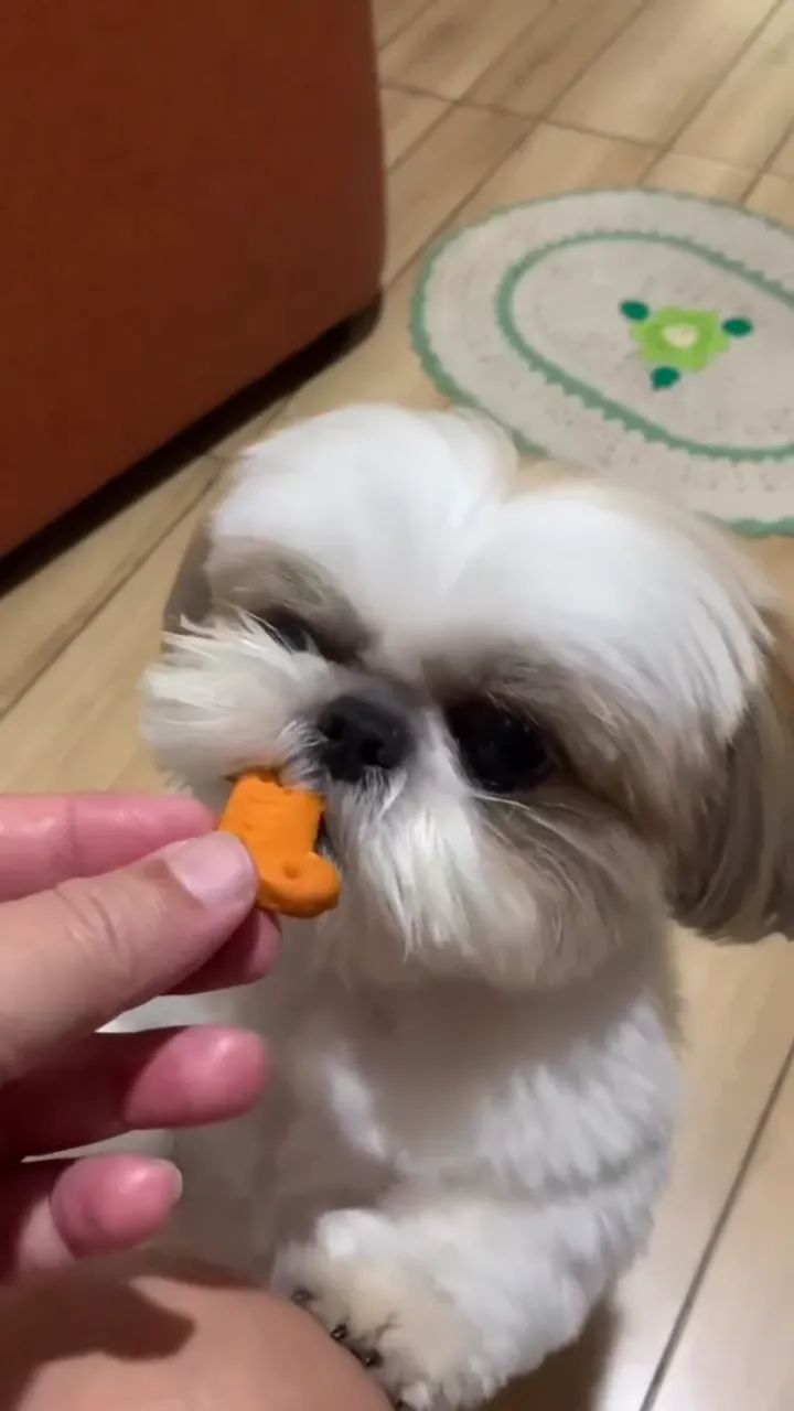 SHIH-TZU MICRO - FILHOTES DISPONÍVEIS - Foto 4