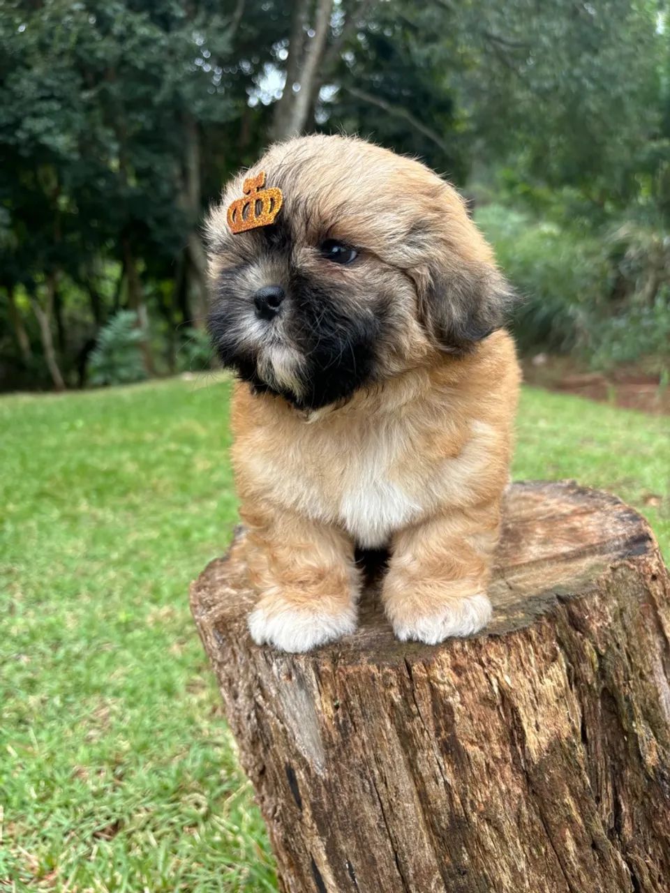 Vendo Macho de Shitzu Mini - Cachorros - Recanto Tropical