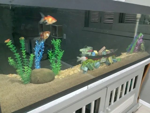 Aquário completo - Foto 5