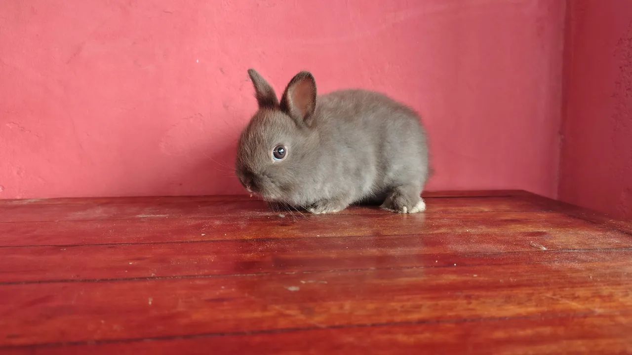 Coelho Anão Netherland  - Foto 4