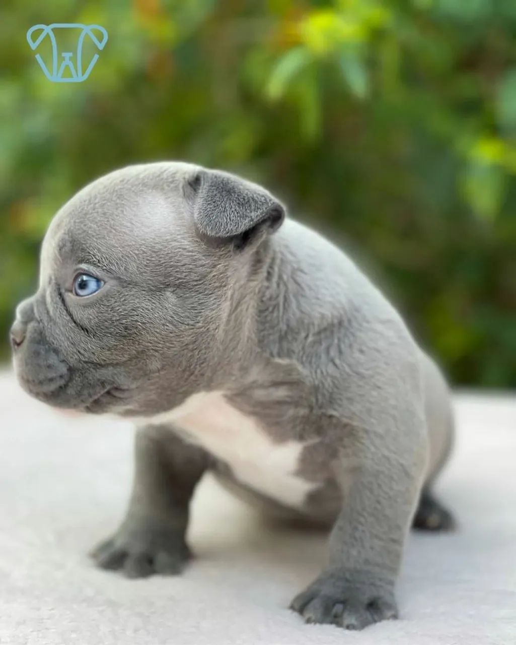 Filhote American Bully Blue - Foto 4