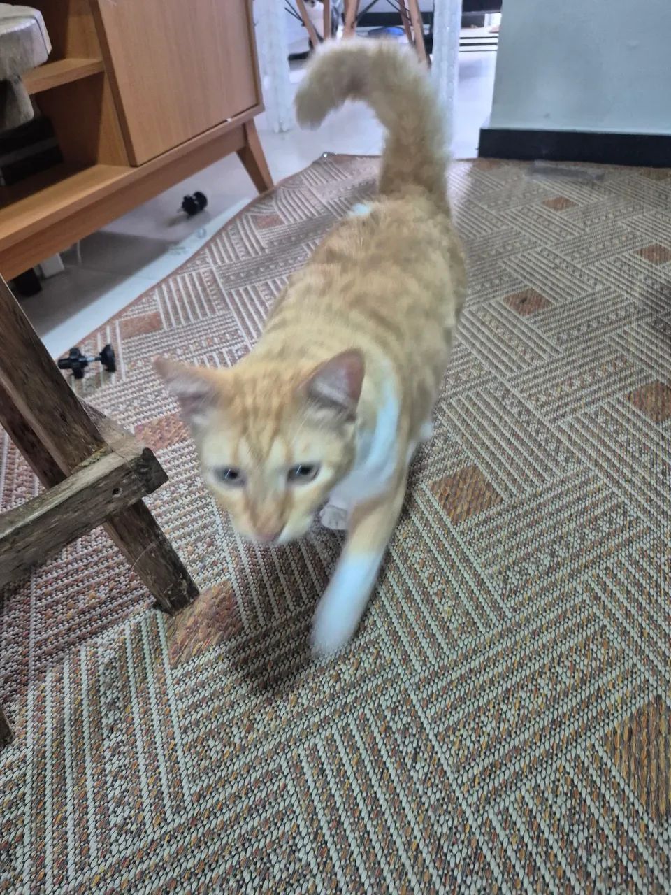 Doação de gato - Foto 2