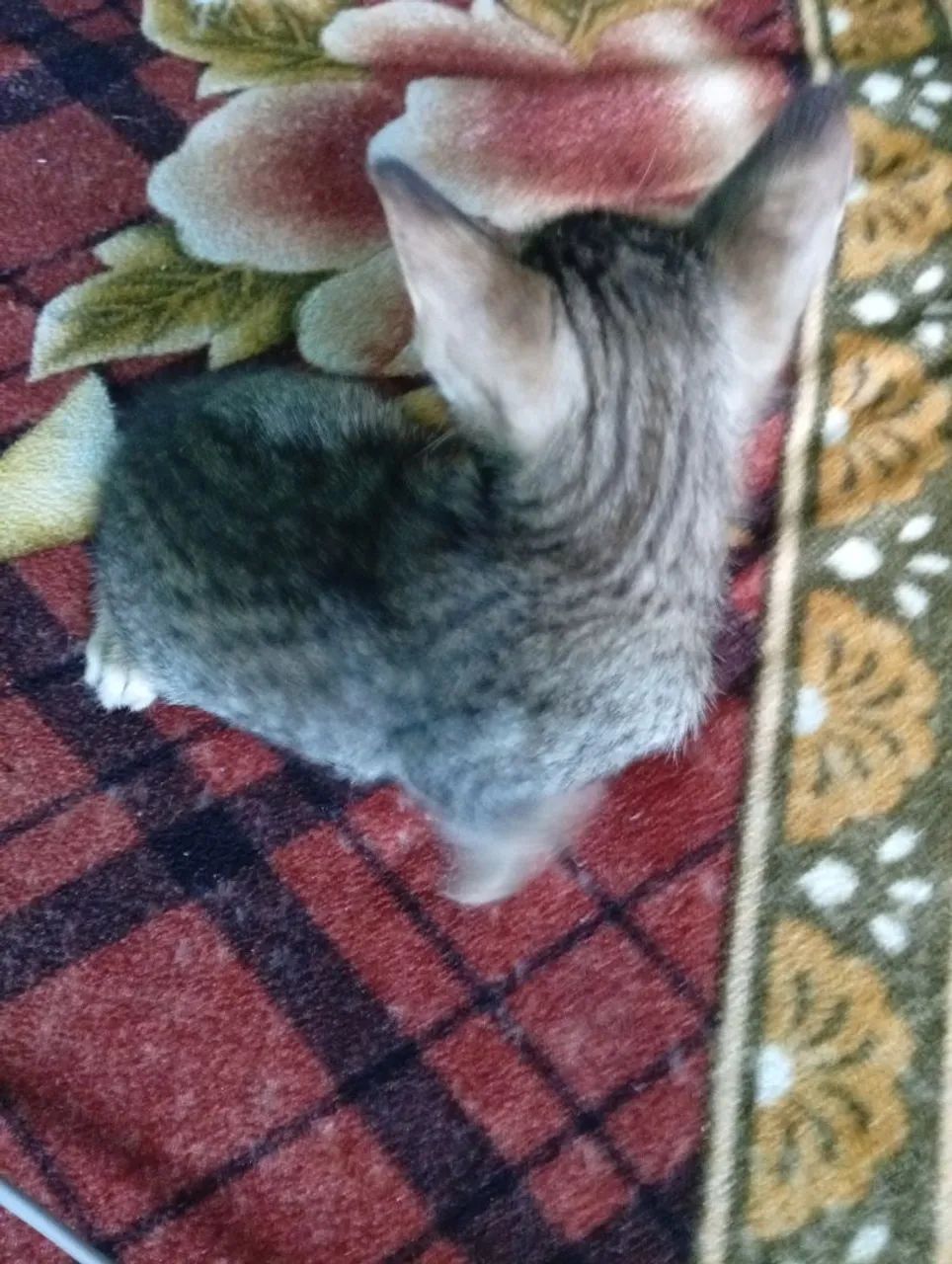 Filhote de gato  - Foto 5