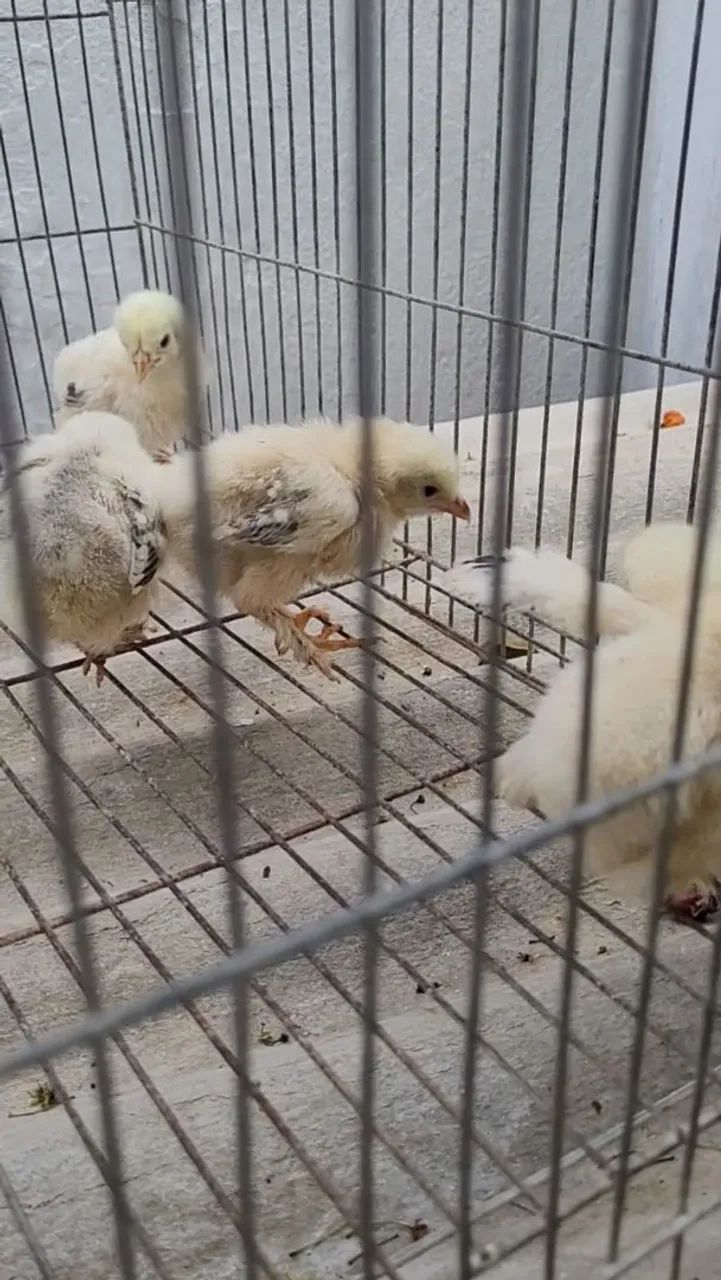 Pintos Brahma Light  - Foto 2