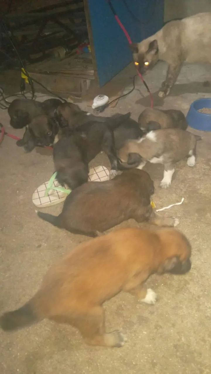 Doação de cachorros  - Foto 2