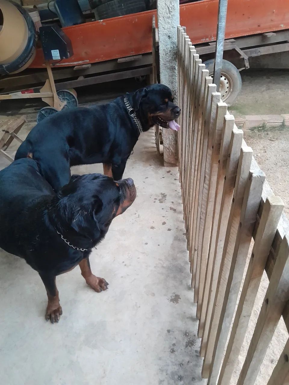 Rottweiler  - Foto 2