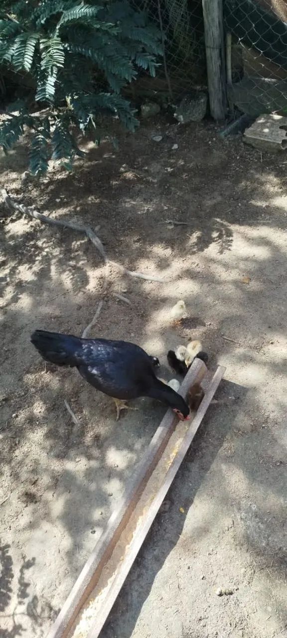 Frango índio e ovos galados. - Foto 4