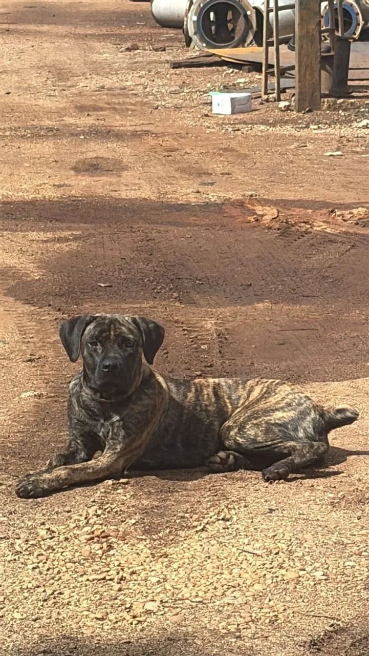 Cachorro - Foto 2
