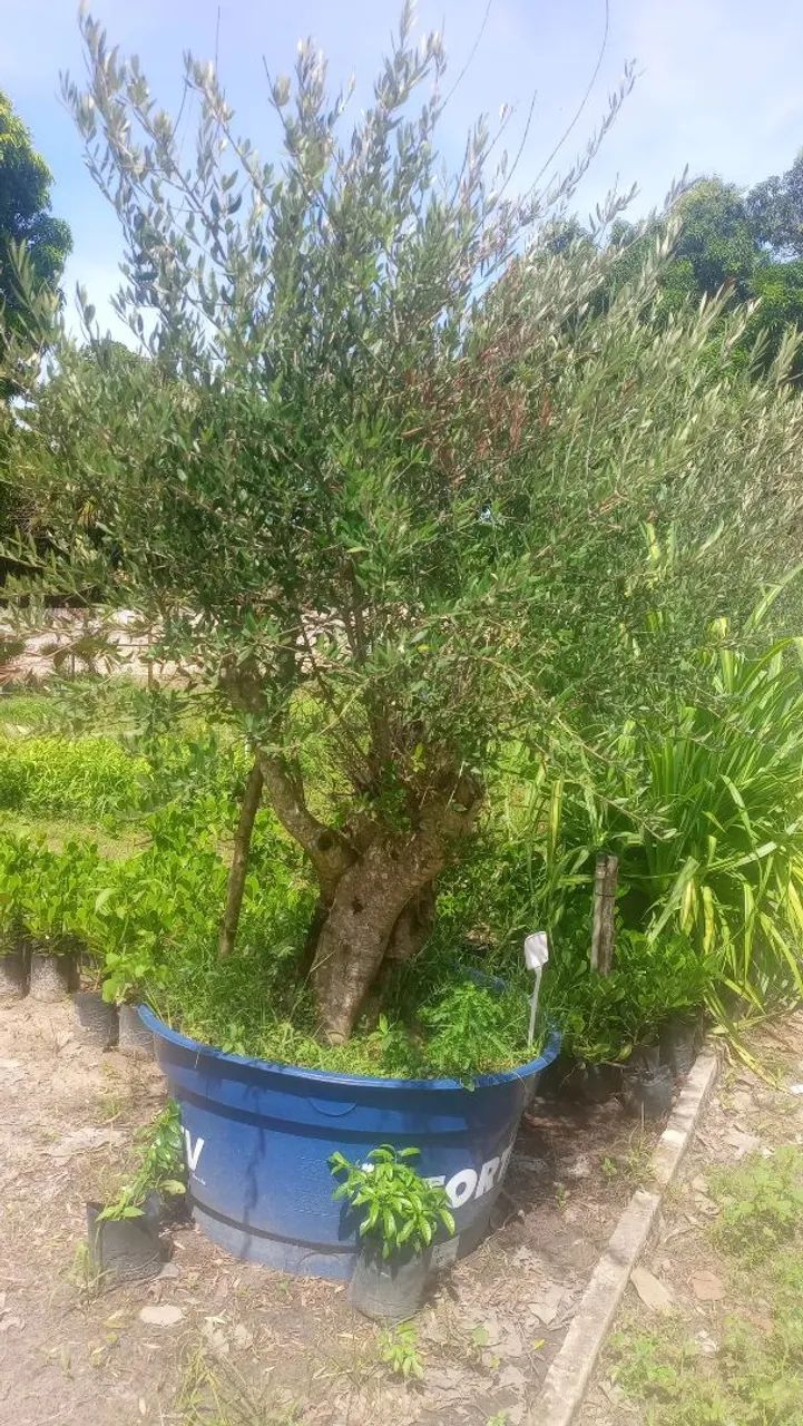 Oliveiras  - Foto 4