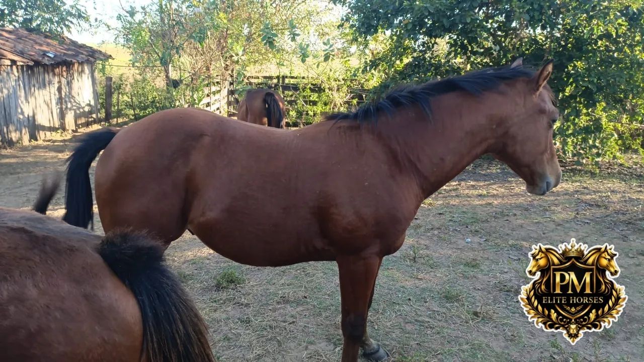 Potro Quarto de Milha PO - Foto 3