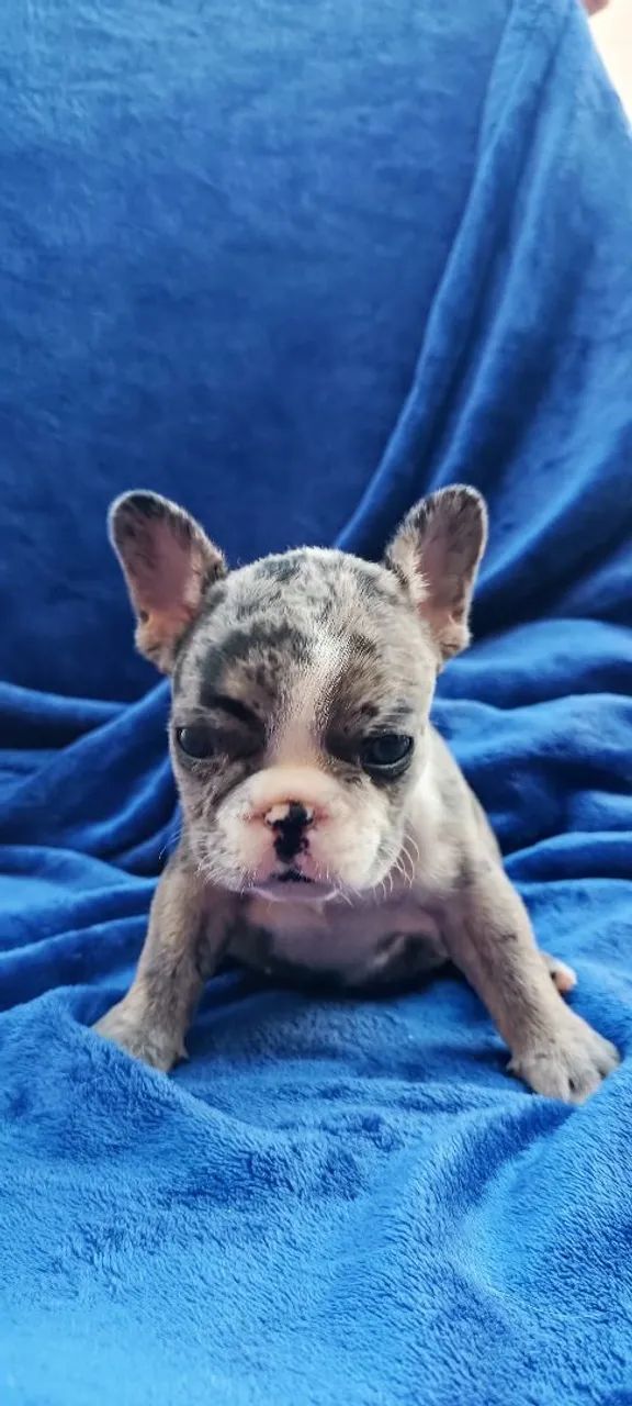 Bulldog Francês  - Foto 2