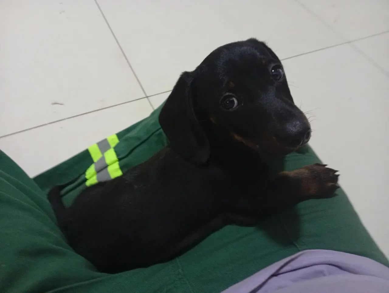 Filhote dachshund  - Foto 2