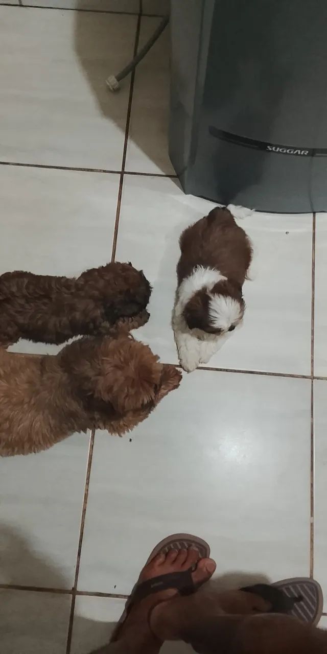 Filhotes de cachorro  - Foto 2