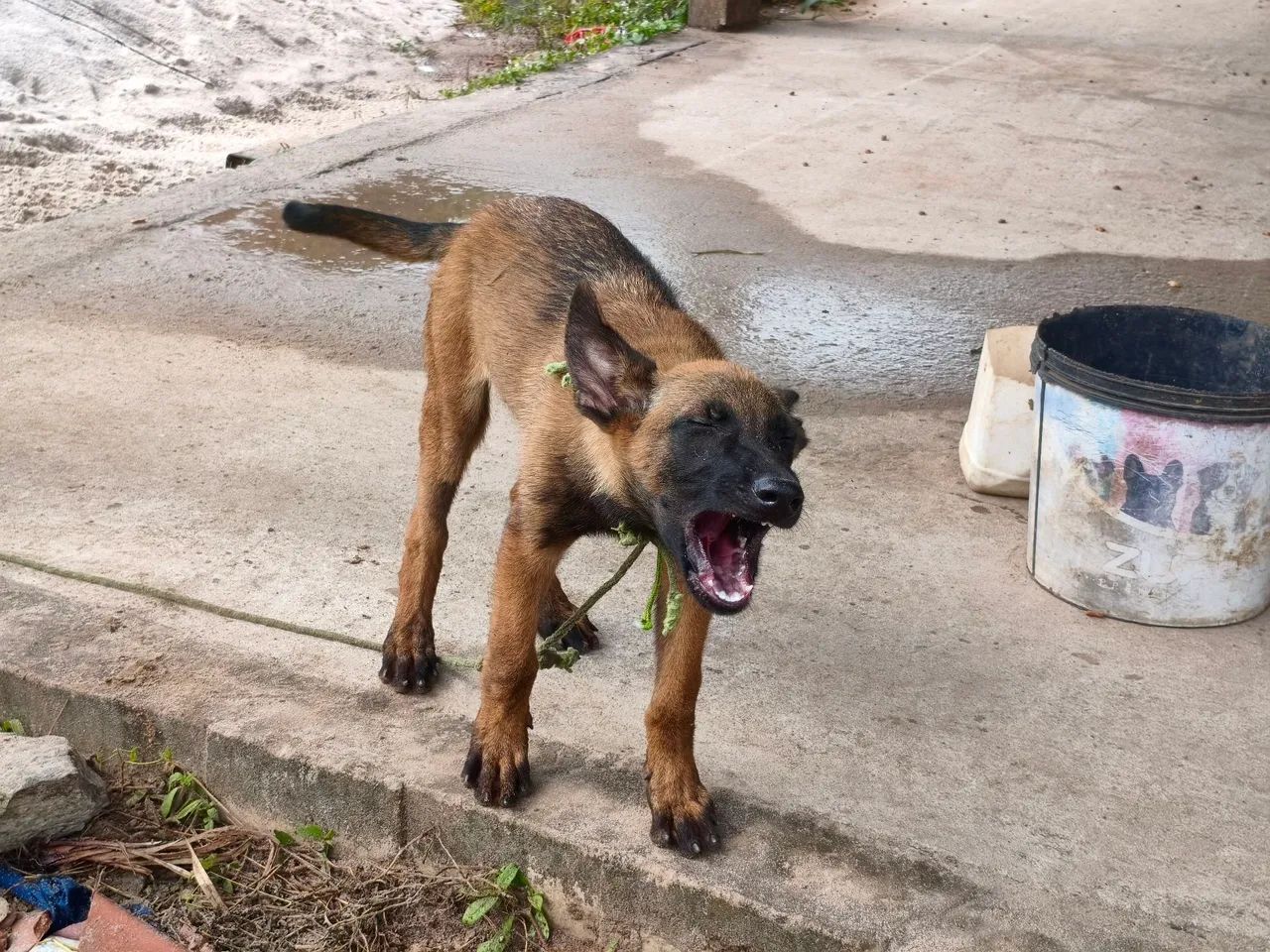 Pastor Belga Malinois - Foto 3