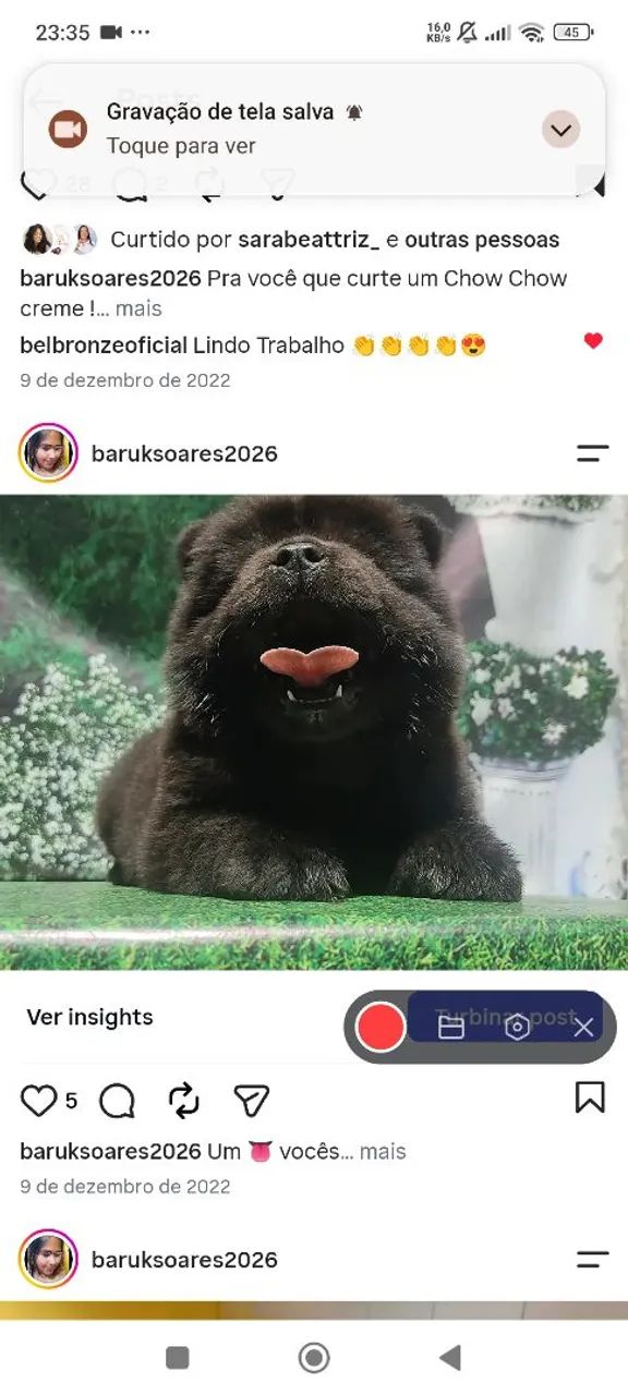 Chow Chow  - Foto 2