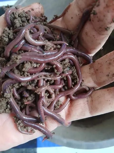 100 Minhocas Gigante Africana - Animais para agropecuária - Parque São ...