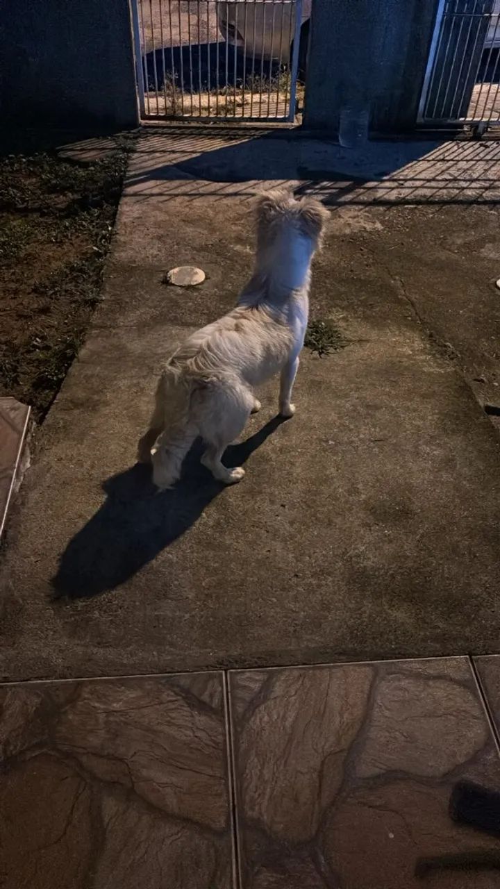Cachorrinho para doação - Foto 3