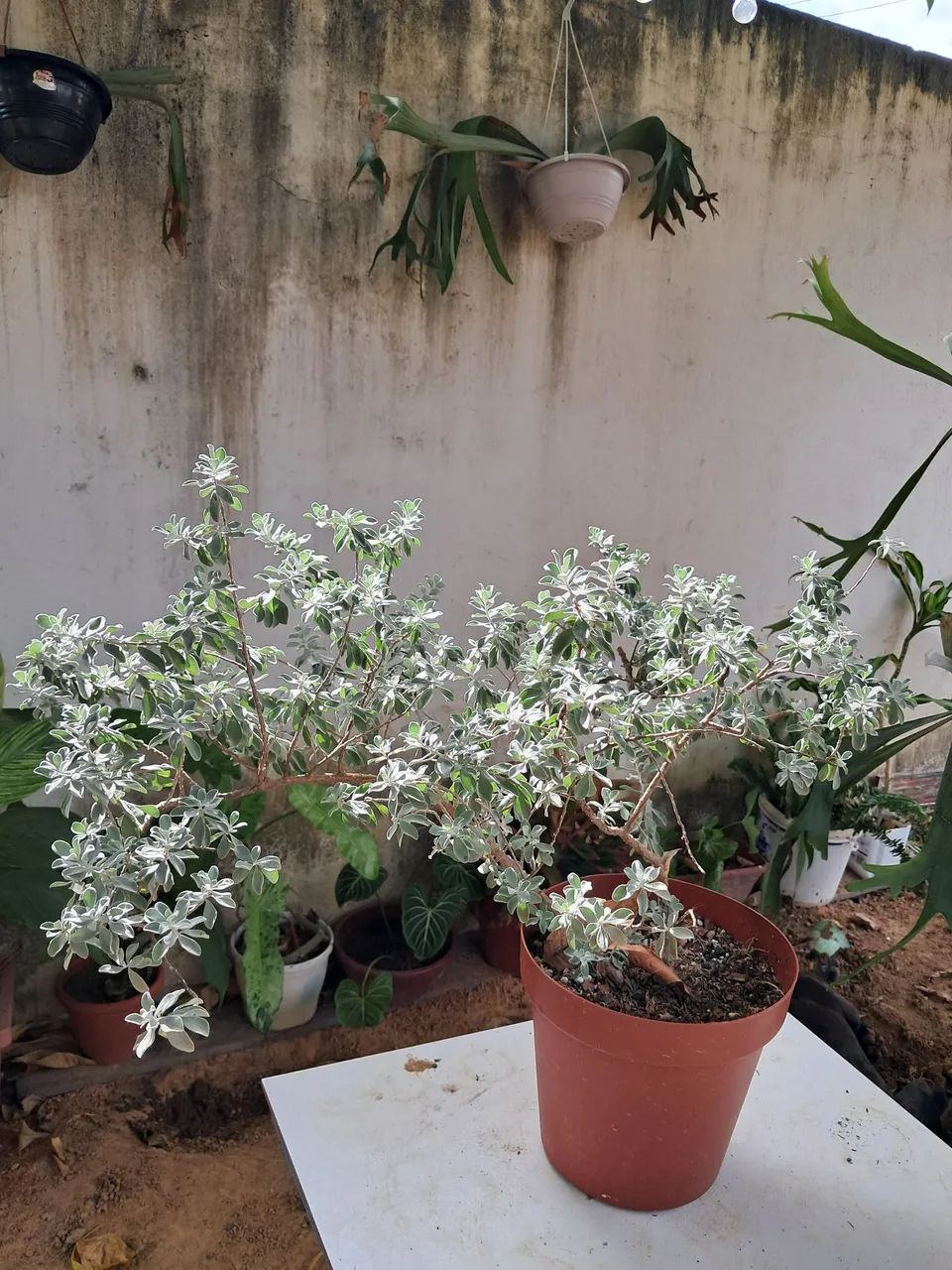Planta chuva de prata  - Foto 2