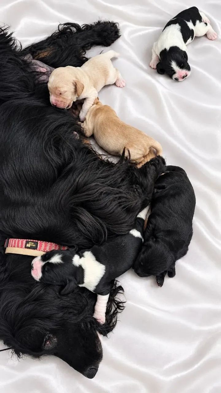 Machinho cocker spanil  - Foto 2