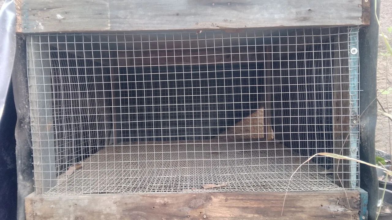 Pinteiro para pintinhos e  codornas - Foto 2