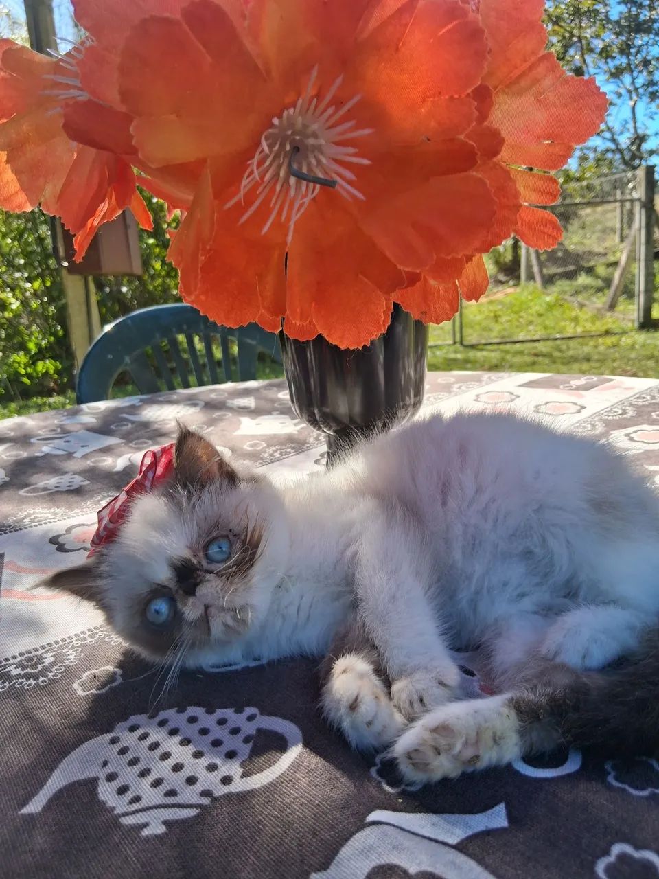 Divina Exoticazinha, ama COLO.  - Foto 2