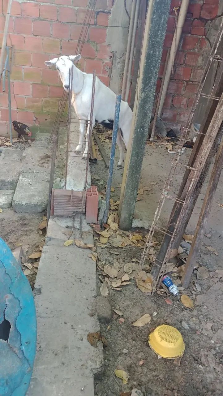 Cabra de leite  - Foto 4