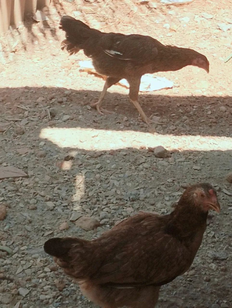 Galinha caipira e pato  - Foto 2