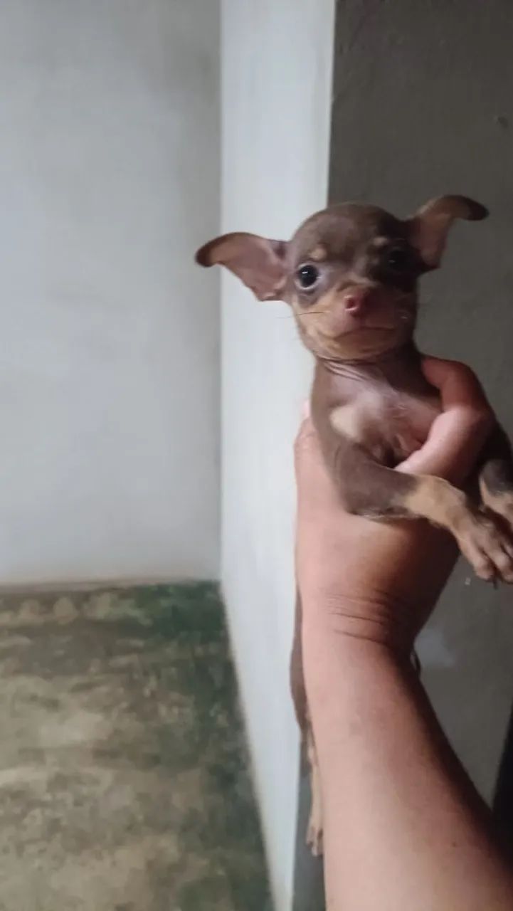 Vende se pinscher macho número 01  - Foto 3